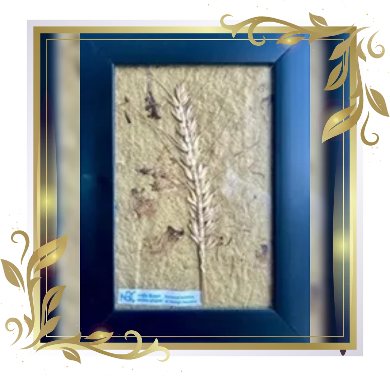 Award 4